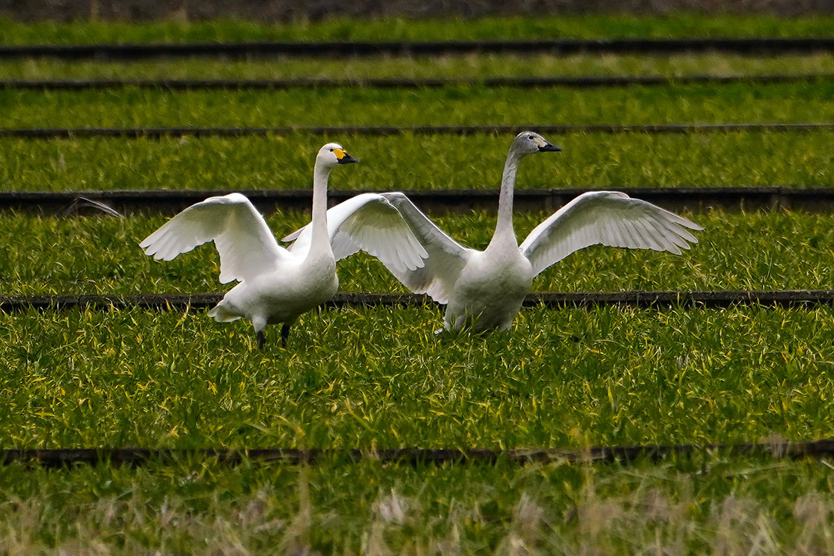コハクチョウ　湖北　琵琶湖　Tundra swan