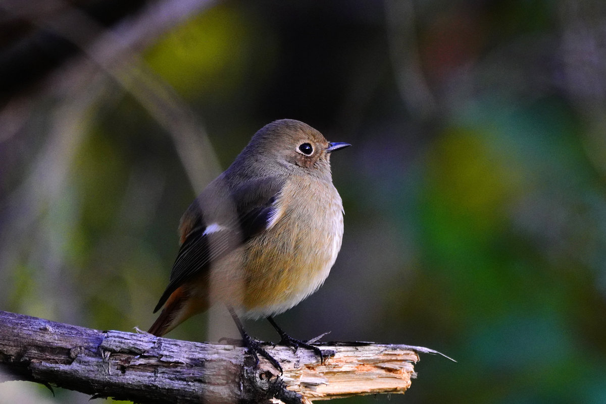 ジョウビタキ　♀　Daurian Redstart