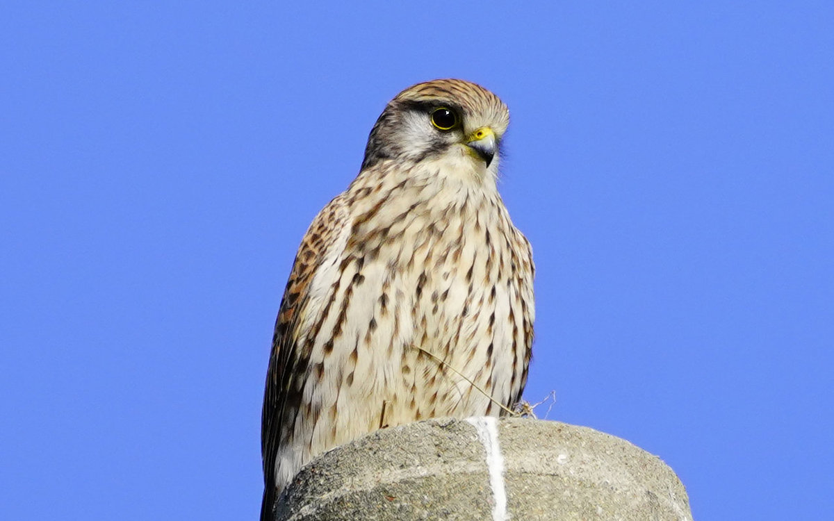 チョウゲンボウ♀