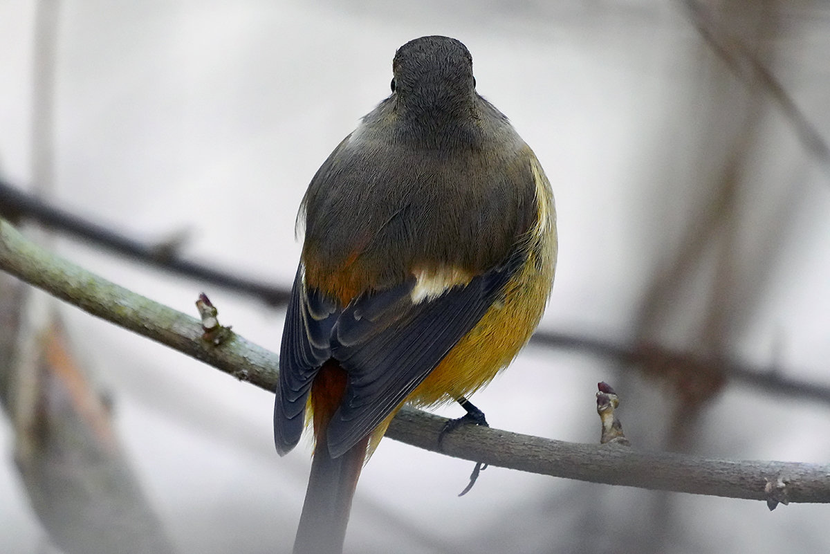 ジョウビタキ　♀　Daurian Redstart