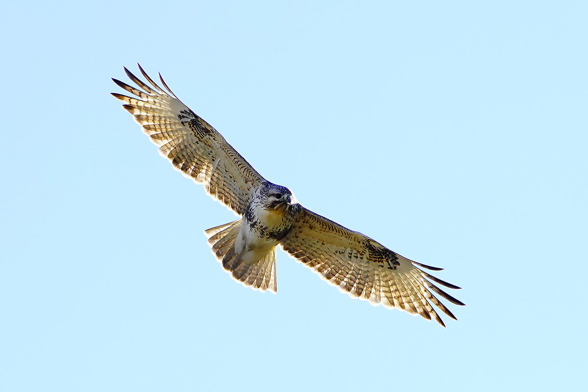 ノスリ　猛禽類　 Buzzard