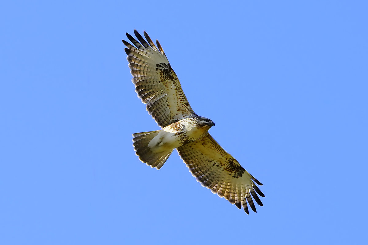 ノスリ　猛禽類　 Buzzard