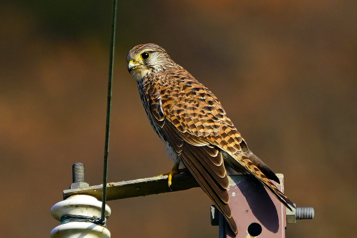チョウゲンボウ　Kestrel