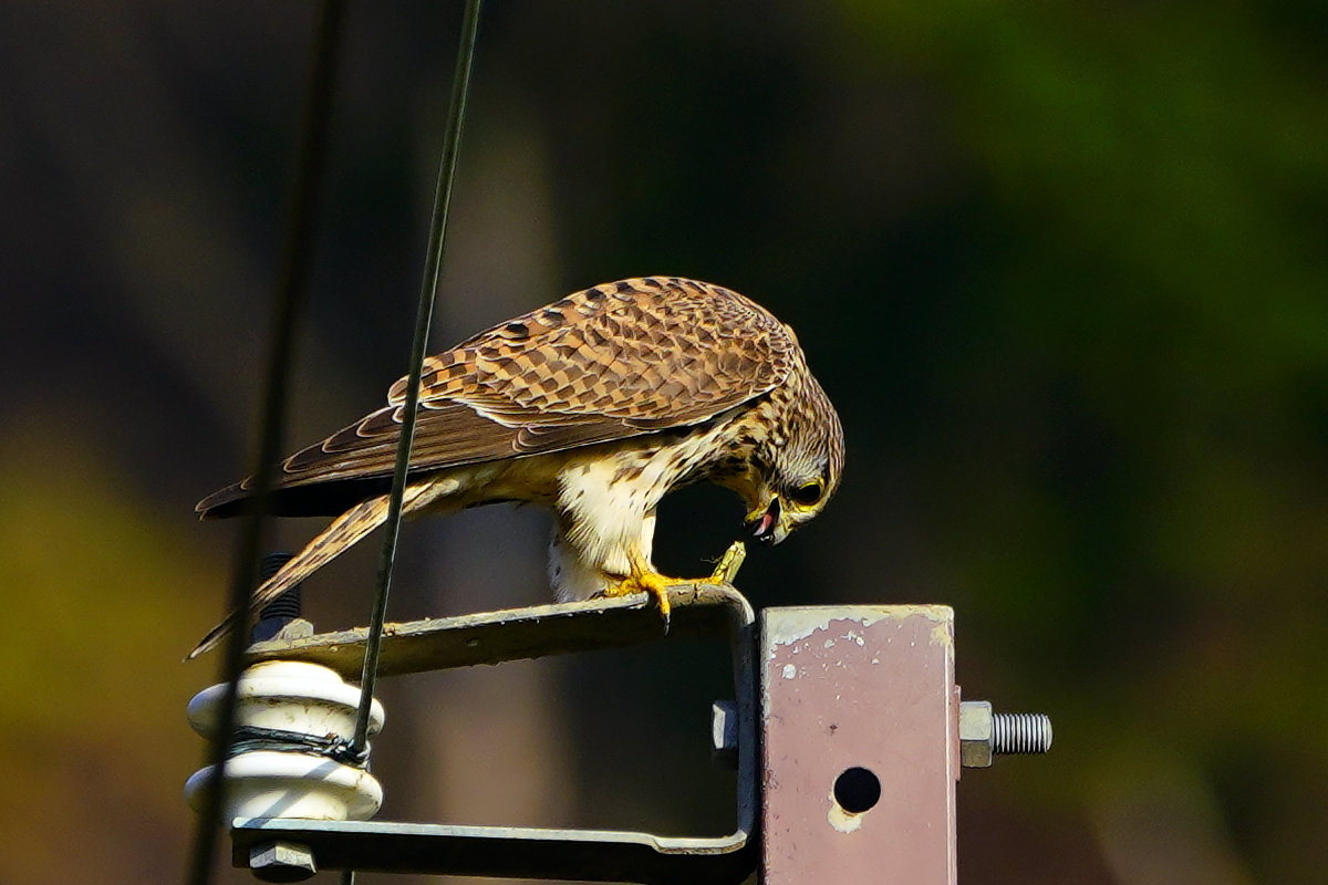 食事中のチョウゲンボウ　Kestrel