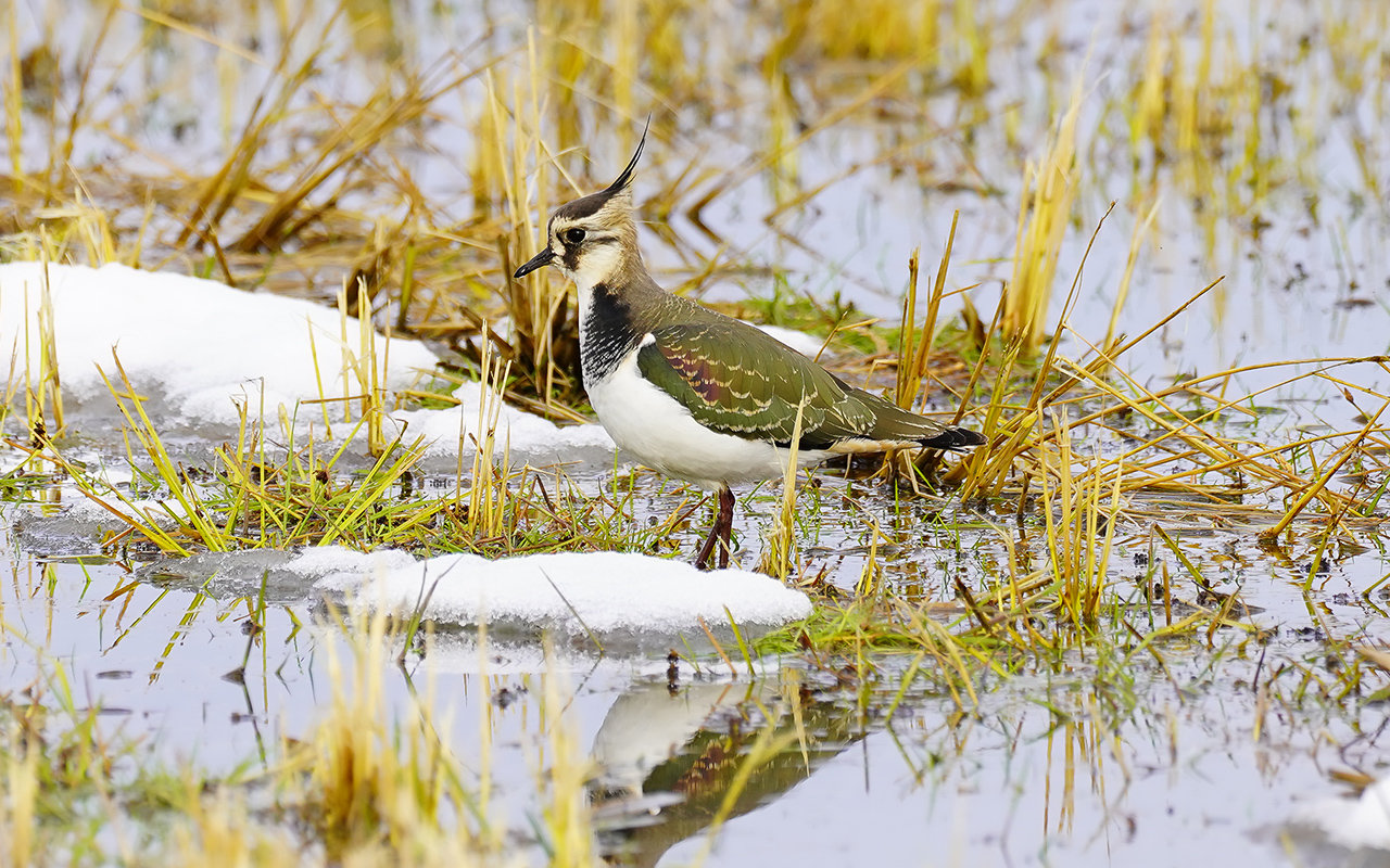 タゲリ　Lapwing