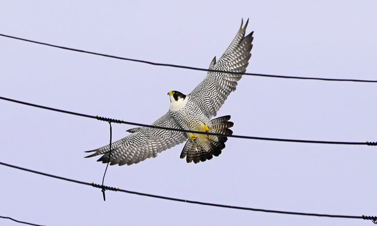 ハヤブサ　Falcon