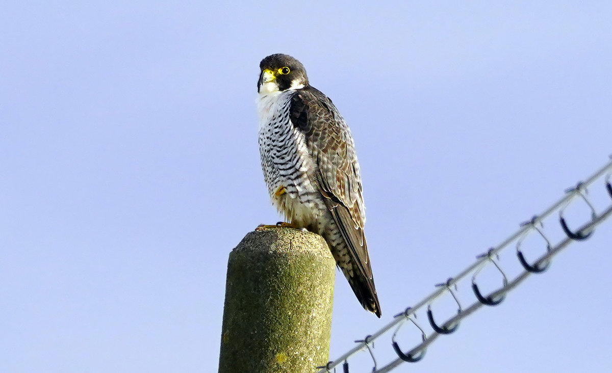 ハヤブサ　Falcon