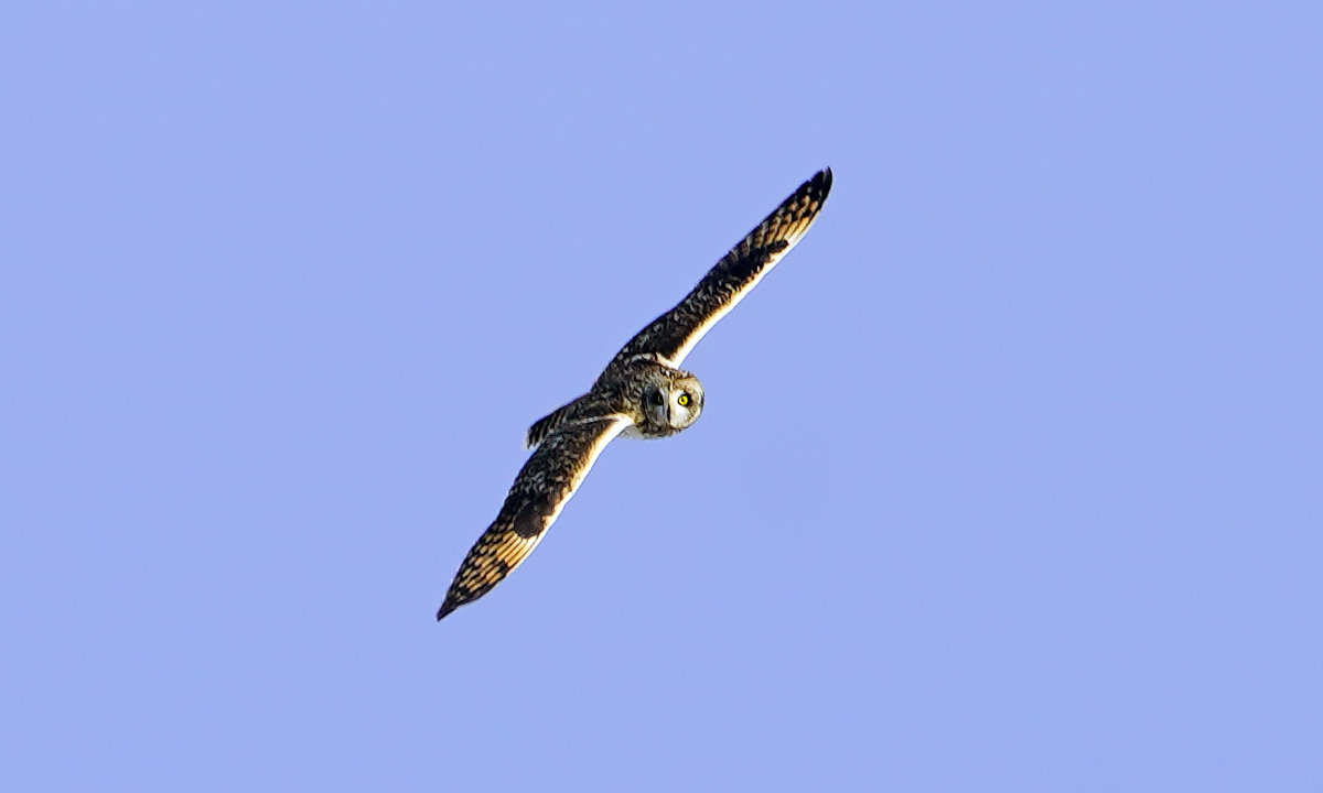 コミミズク　Short-eared owl