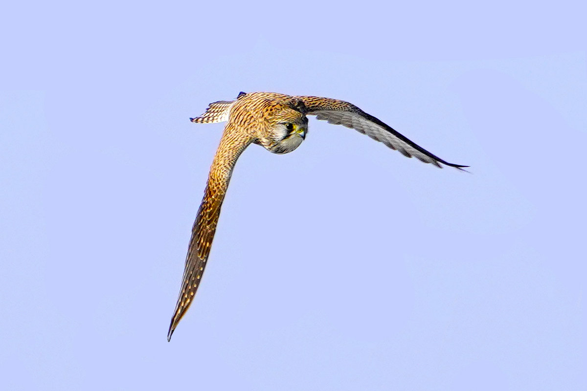 チョウゲンボウ　Kestrel