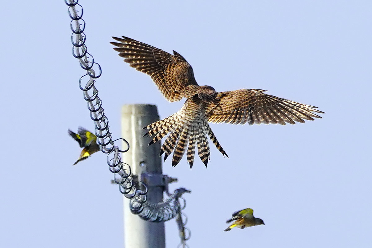 チョウゲンボウ　Kestrel