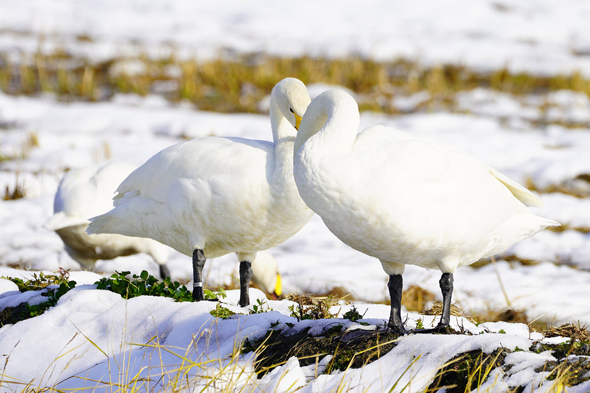 コハクチョウ　湖西　Tundra swan　足環　キッス