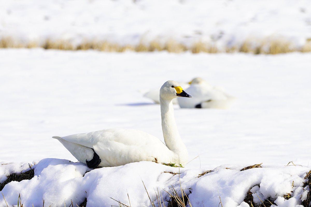 コハクチョウ　湖西　Tundra swan