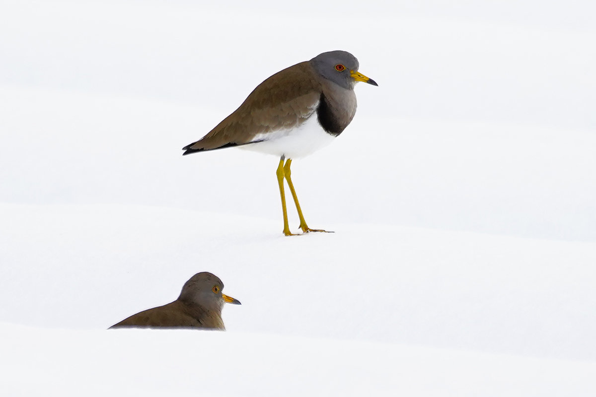 野鳥のケリ　Keri