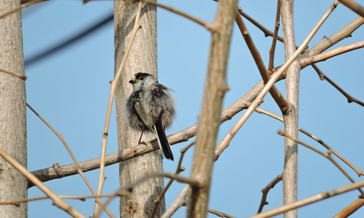 エナガ　Long-tailed tit