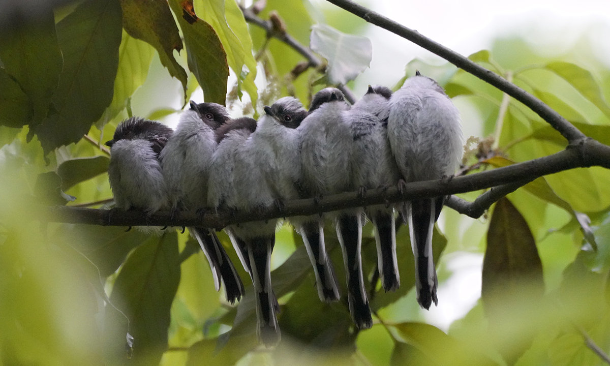  エナガ　Long-tailed tit　エナガ団子