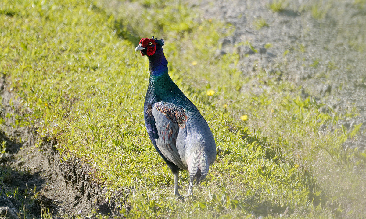 雉　♂ 　pheasant