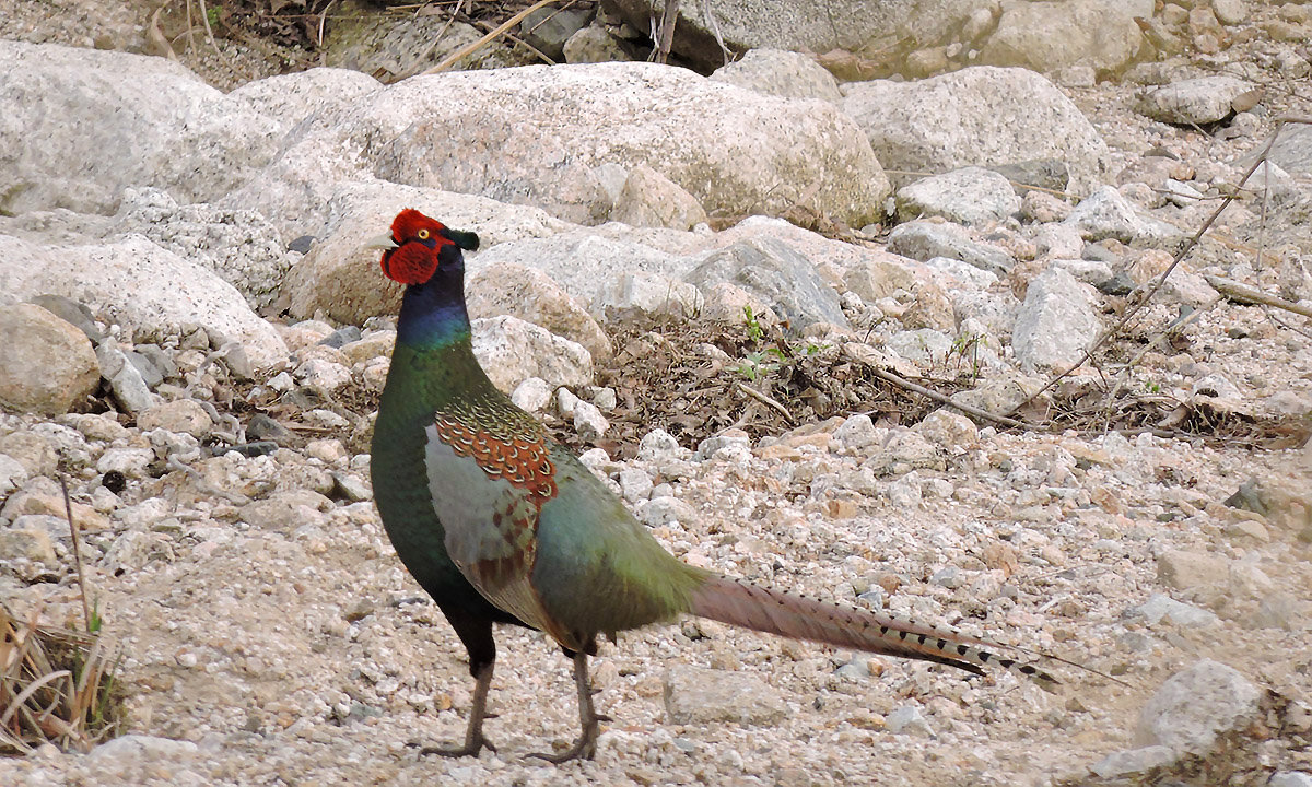 雉　♂ 　pheasant