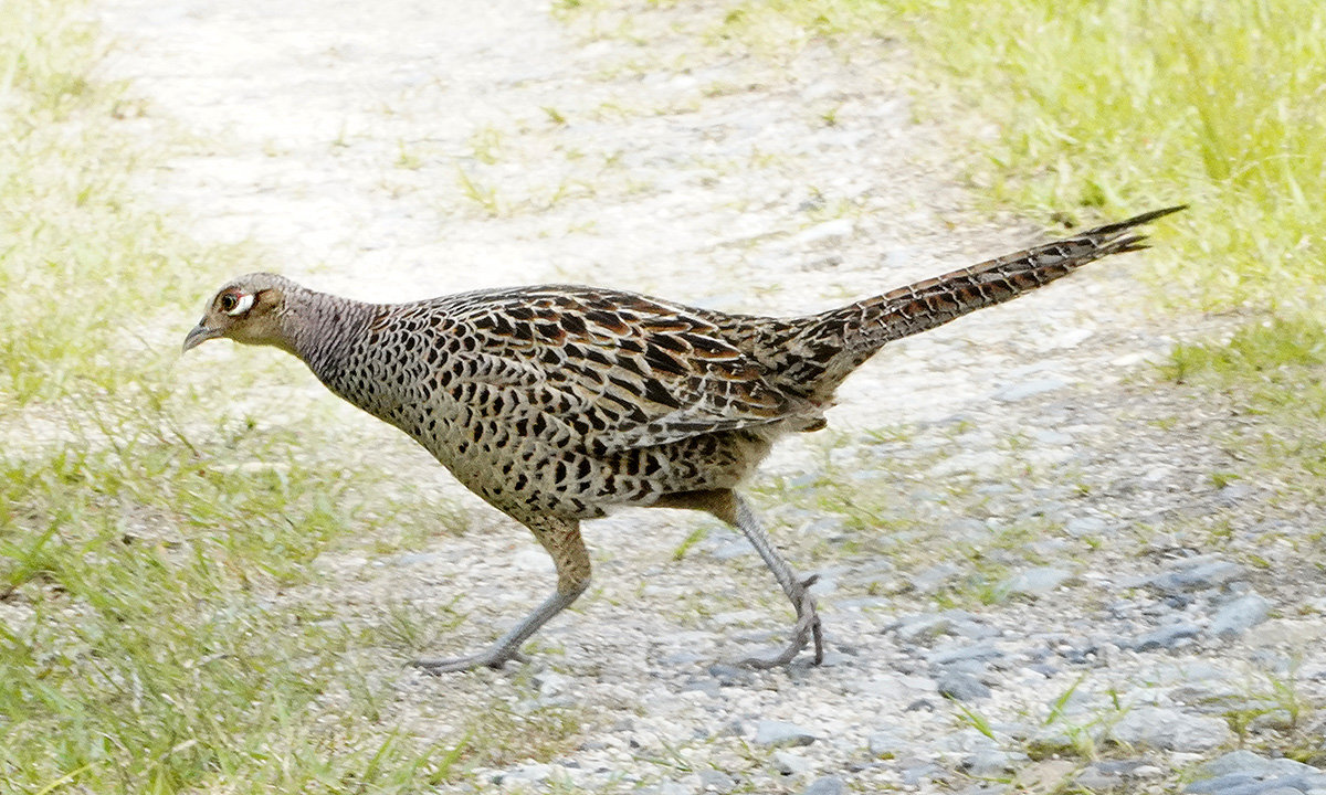 雉♀