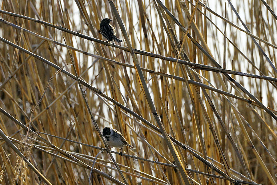 オオジュリン　Reed bunting