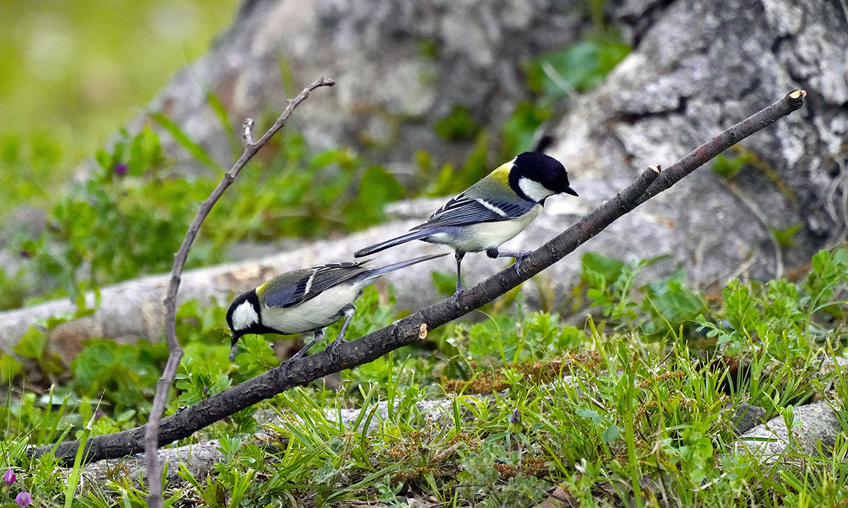 四十雀　Great tit