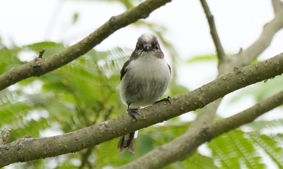 エナガの幼鳥