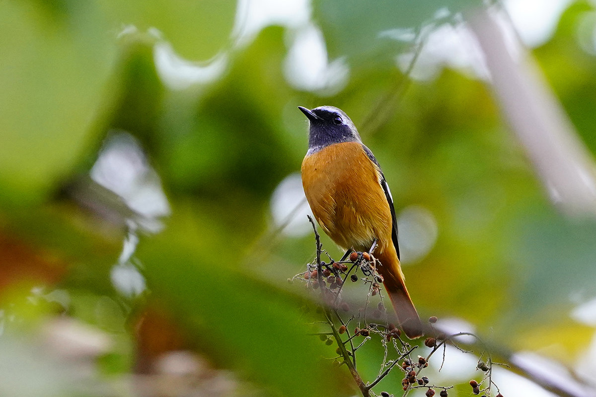 ジョウビタキ　♂