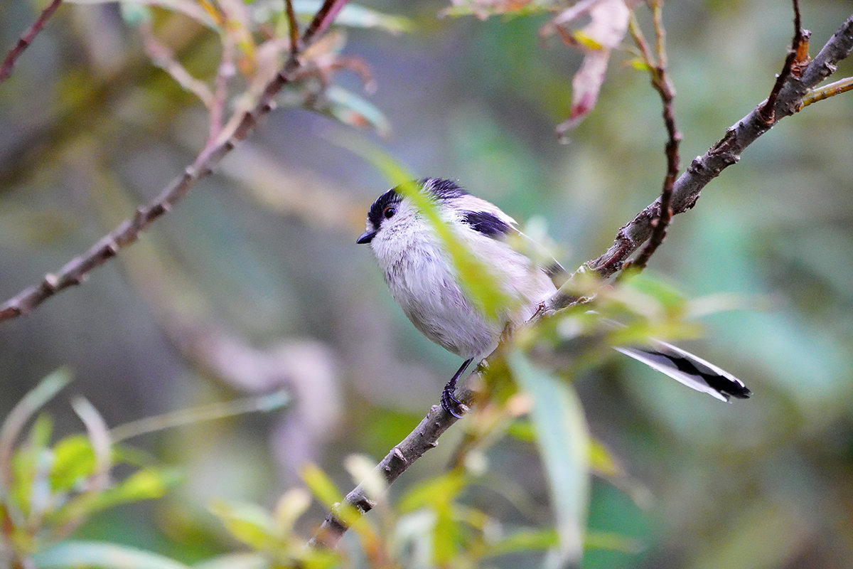 エナガ　Long-tailed tit