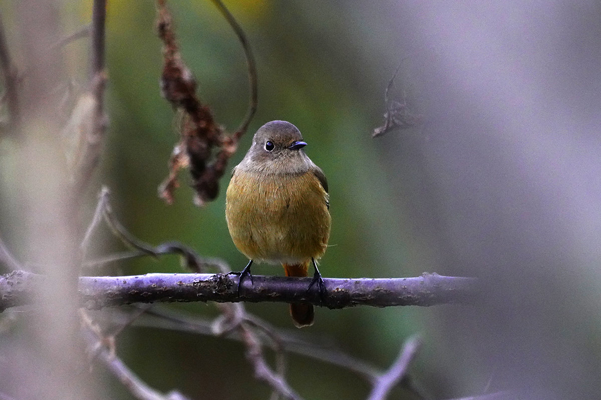 ジョウビタキ　♀　Daurian Redstart