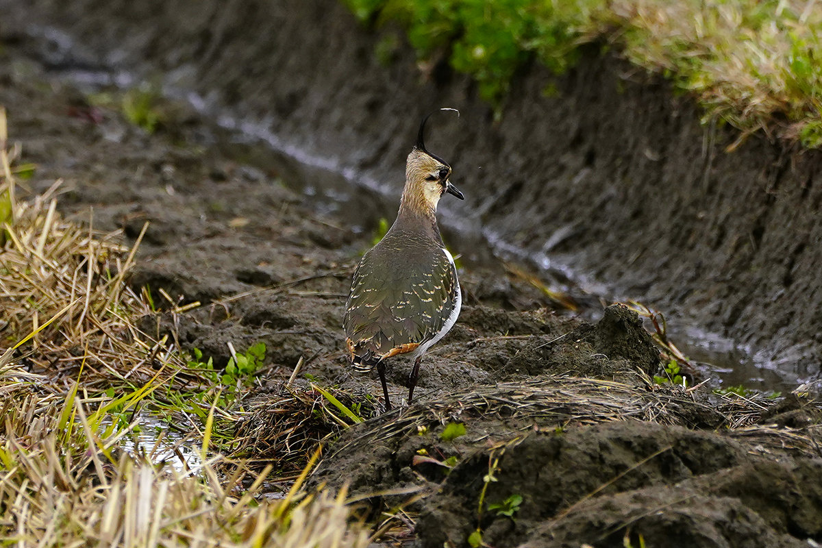 田圃の中のタゲリ