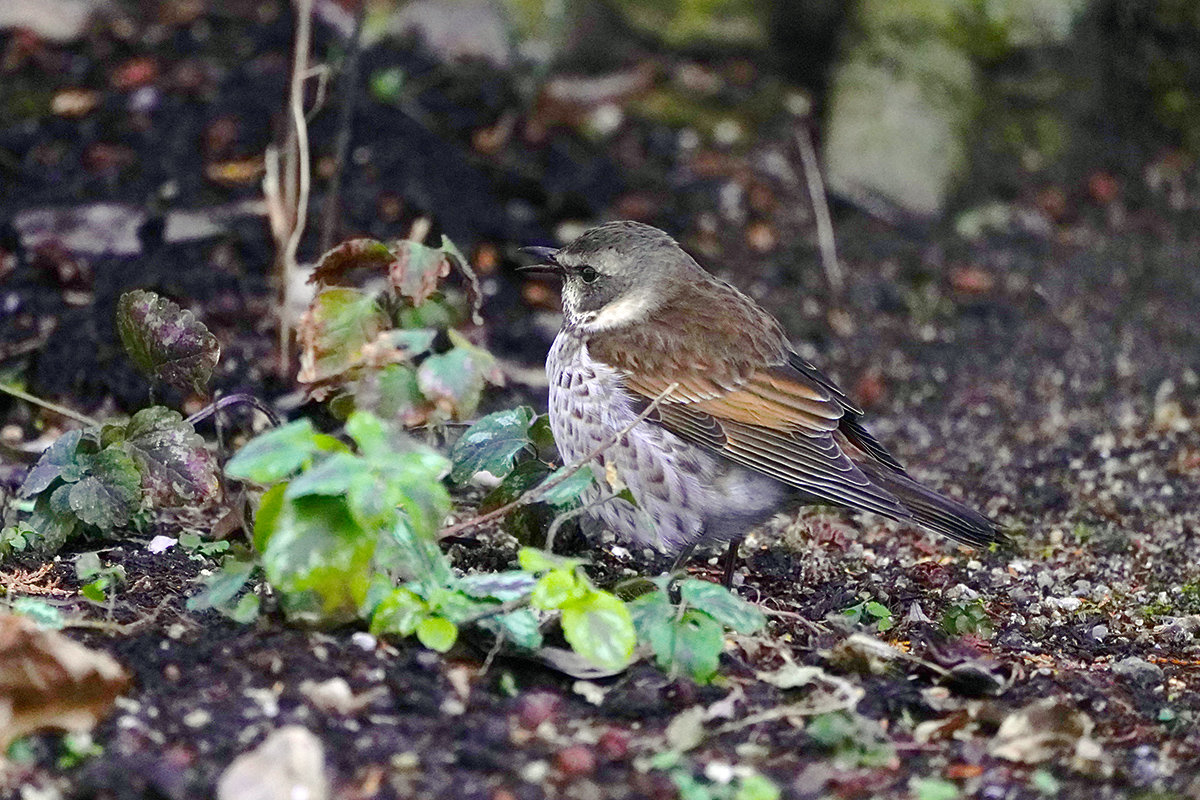 まん丸なツグミ