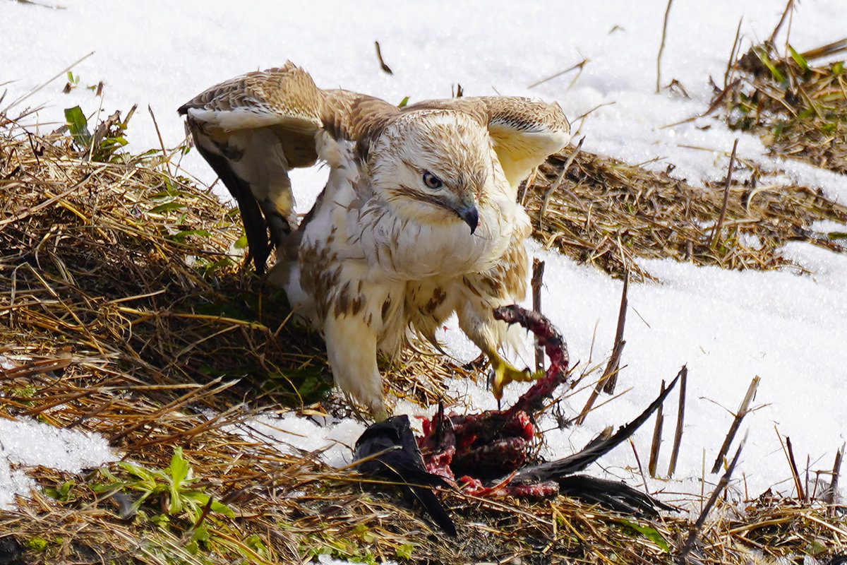 ノスリの捕食　ノスリの狩