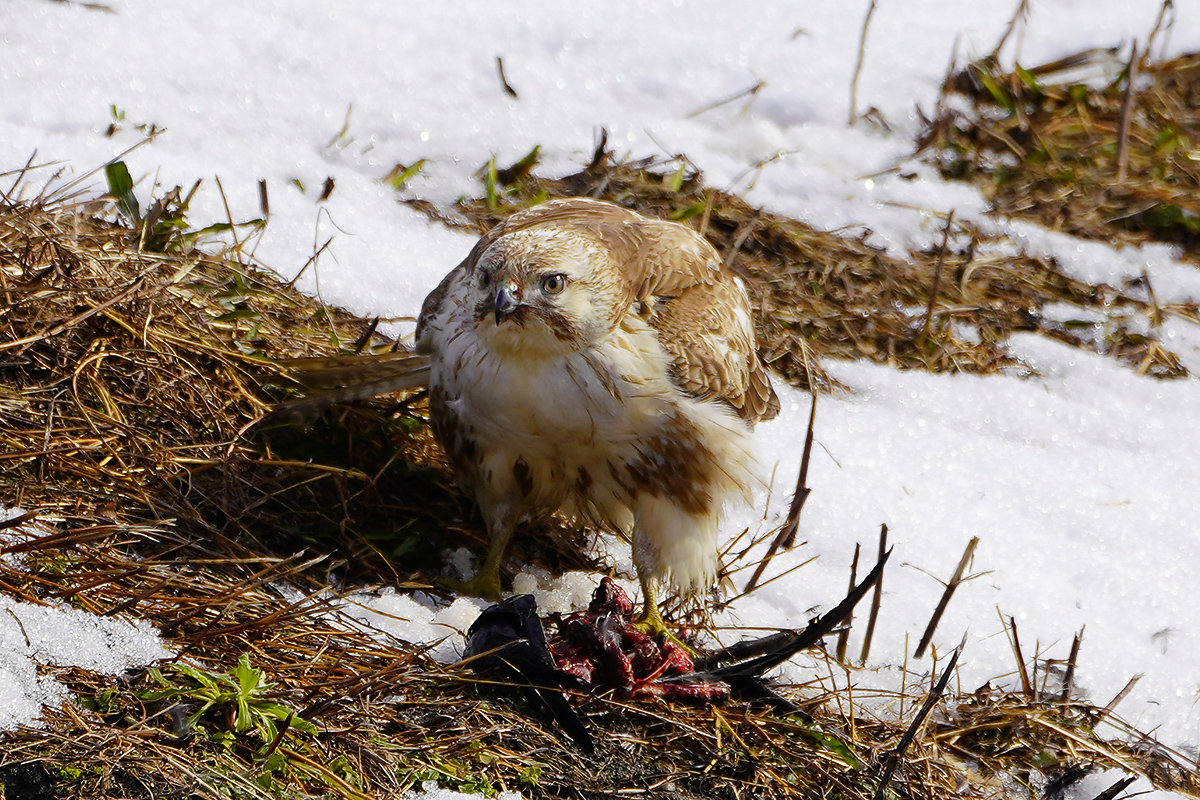 ノスリの捕食