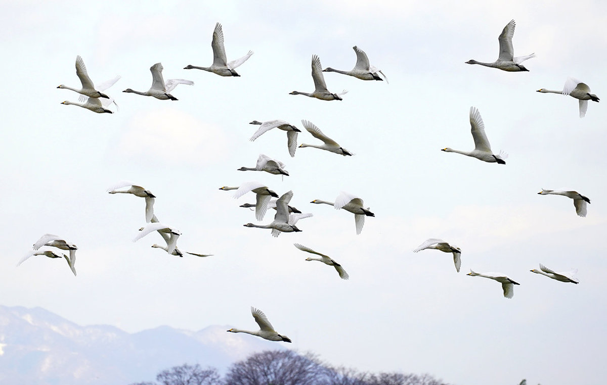 コハクチョウ　湖北　琵琶湖　Tundra swan
