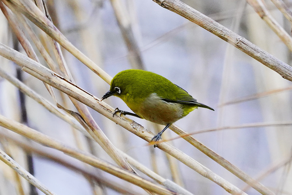 昆虫探しをするメジロ