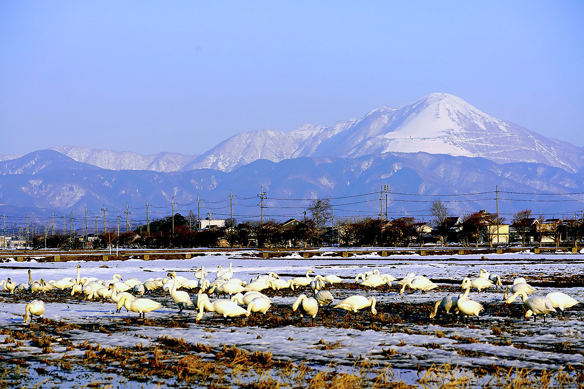 伊吹山とコハクチョウ