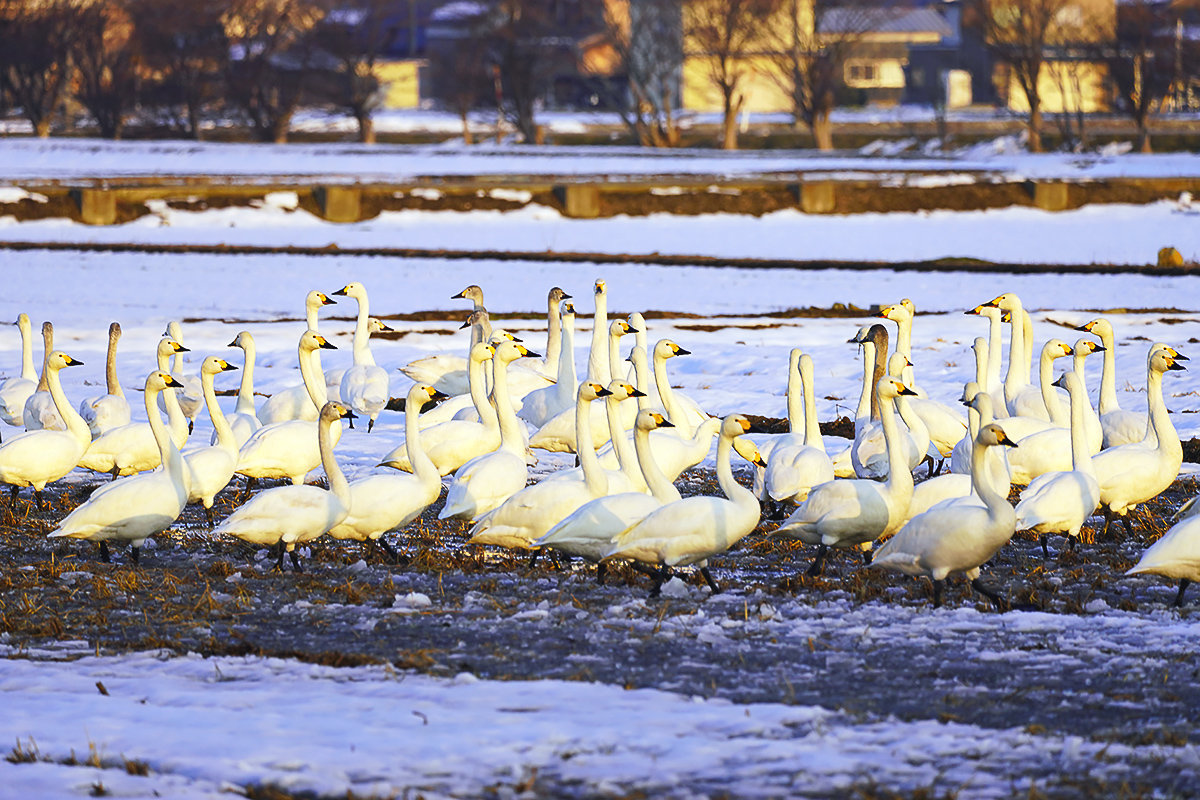 コハクチョウ　湖北