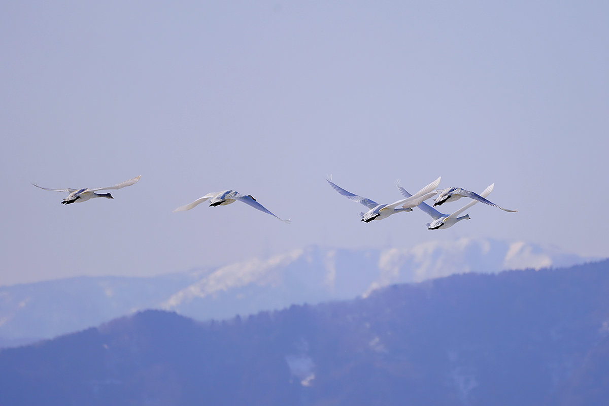 コハクチョウ　湖北　北帰