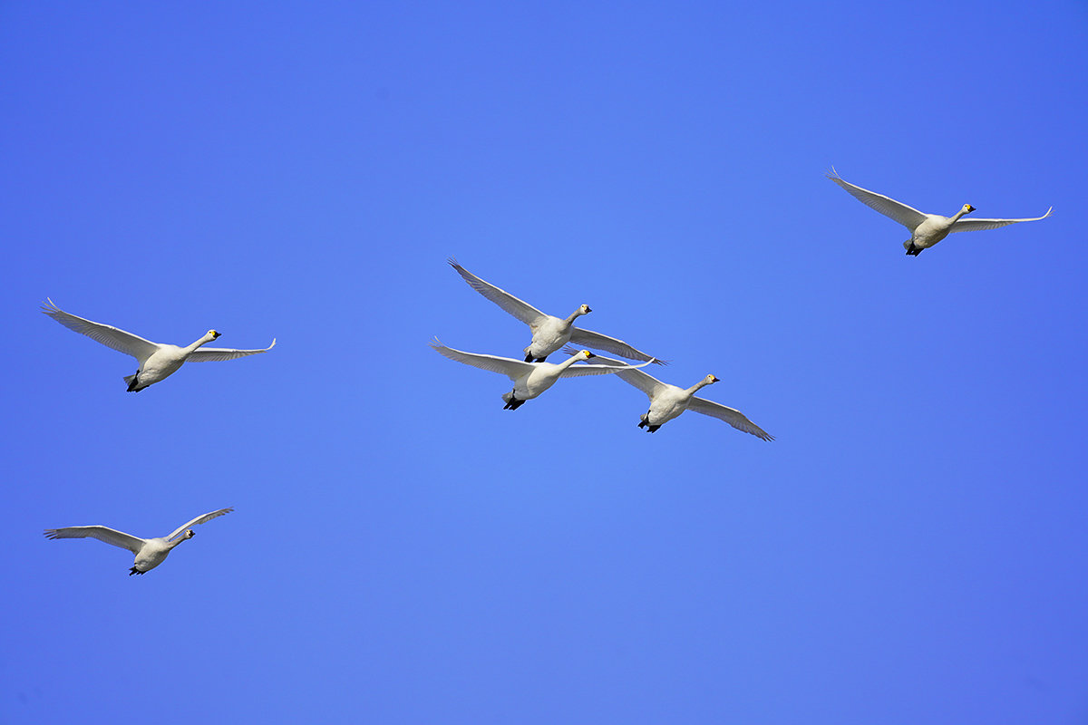 コハクチョウ　湖北　北帰