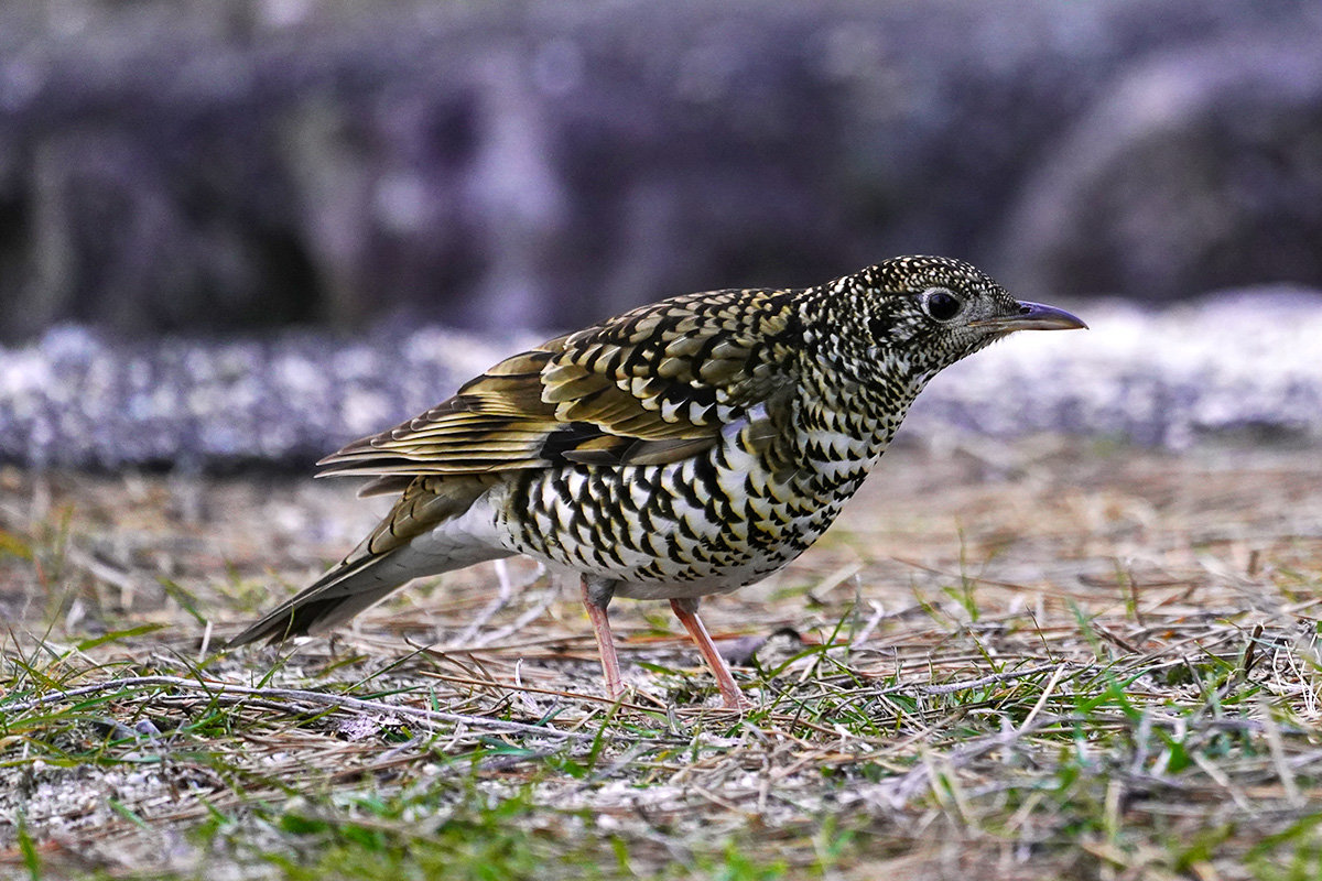 トラツグミ　野鳥