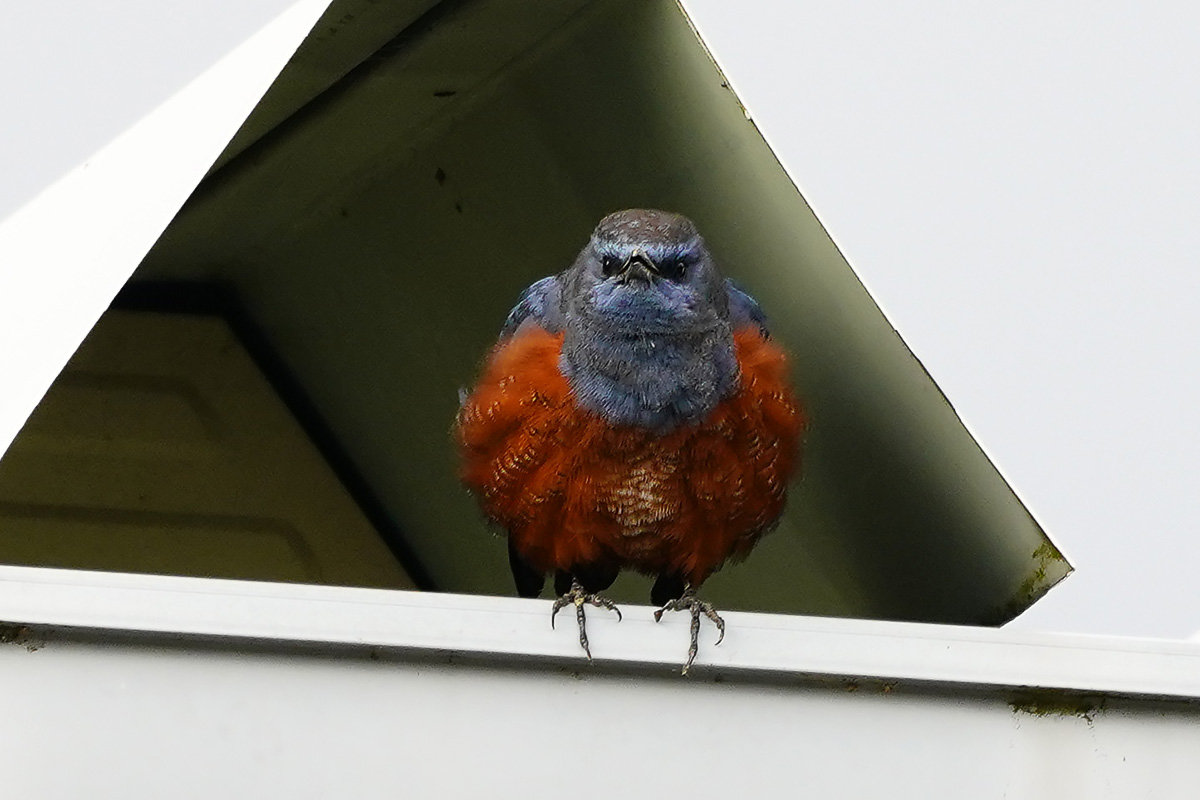 イソヒヨドリ　野鳥