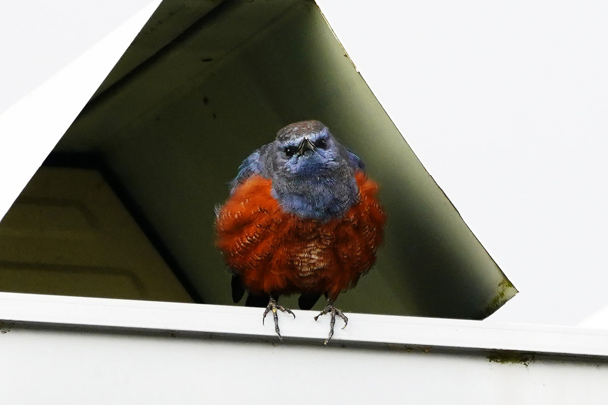 イソヒヨドリ　野鳥