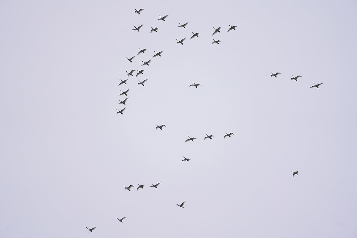 コハクチョウ　湖北　北帰