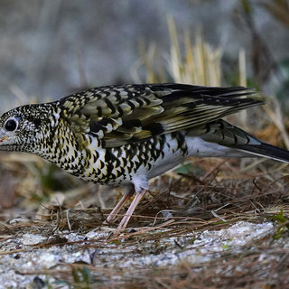 若そうなトラツグミ - 鳥撮り野鳥