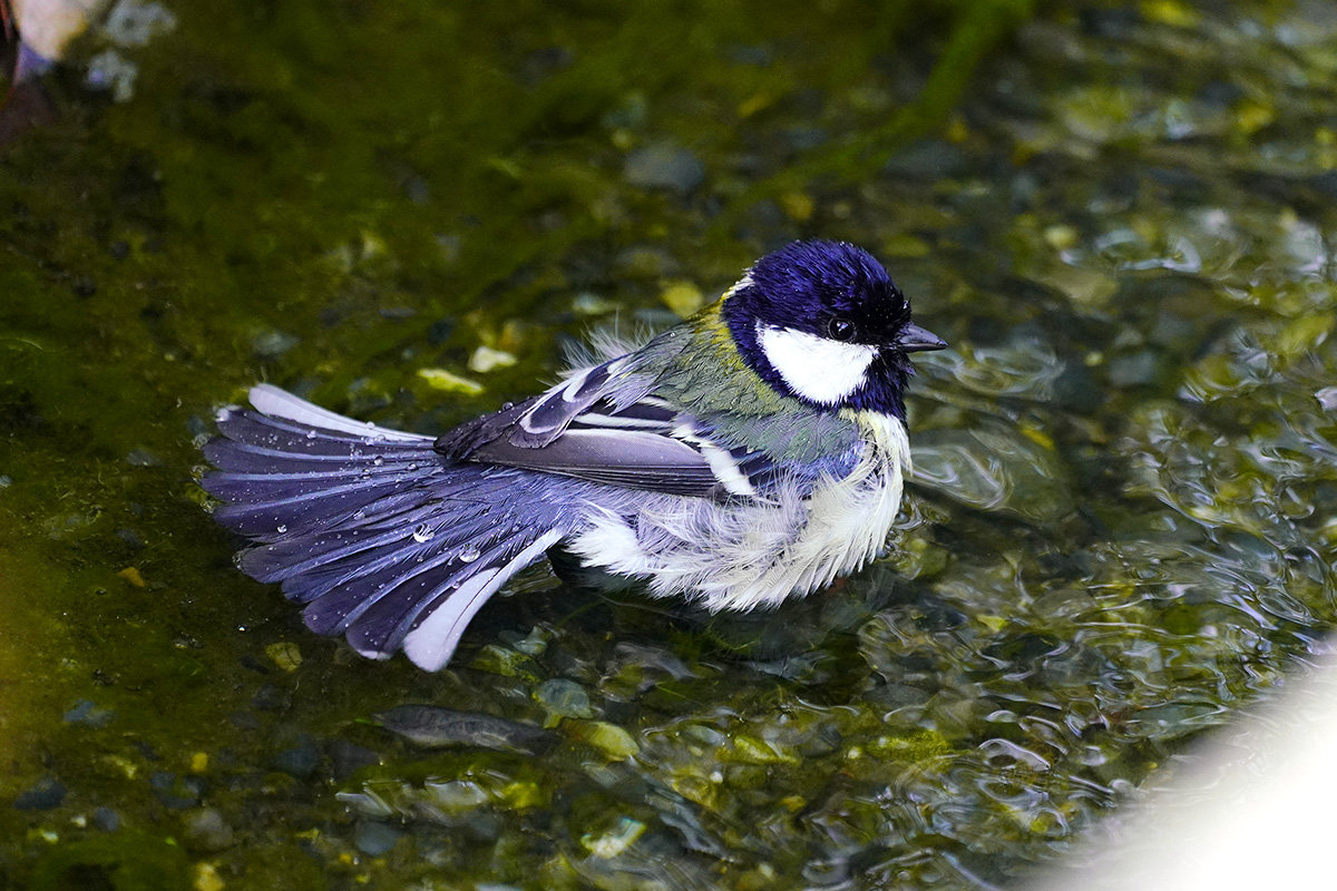 四十雀の水遊び