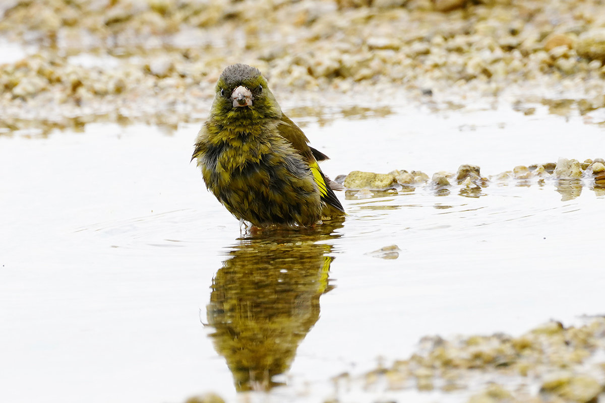 カワラヒワの水浴び