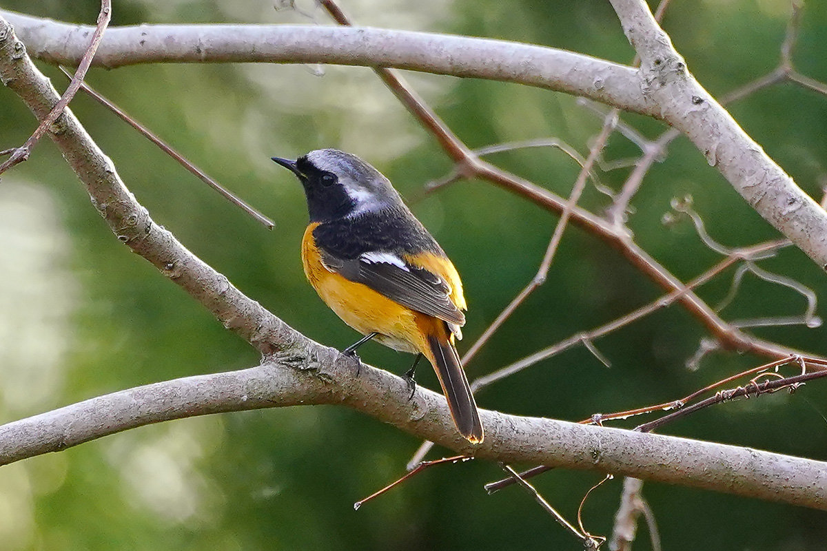 ジョウビタキのオス