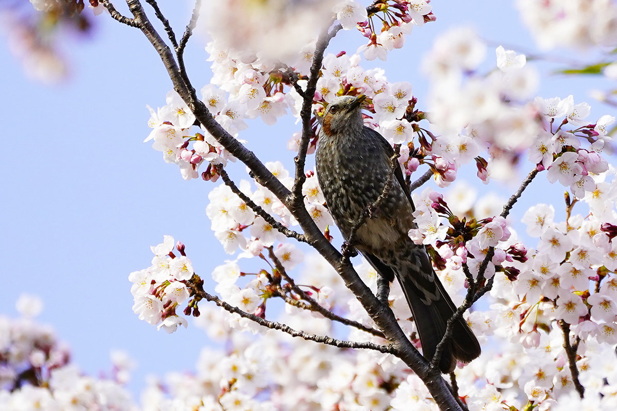 ヒヨドリと桜