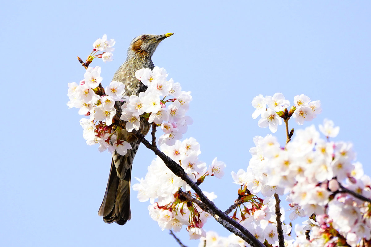 桜とヒヨドリ