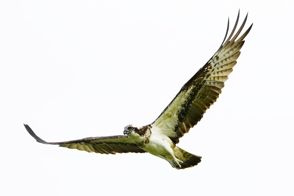 Osprey
