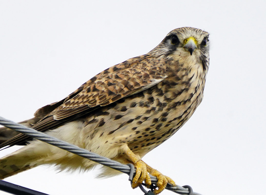 チョウゲンボウの鳥のじーっ
